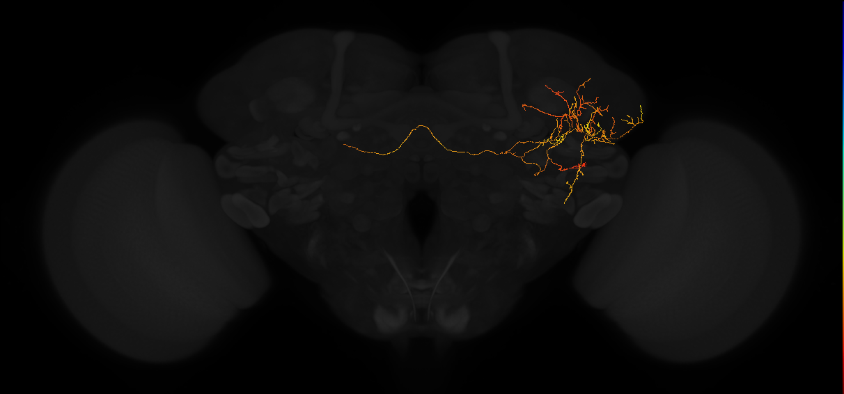 adult lateral horn PV8b1 neuron