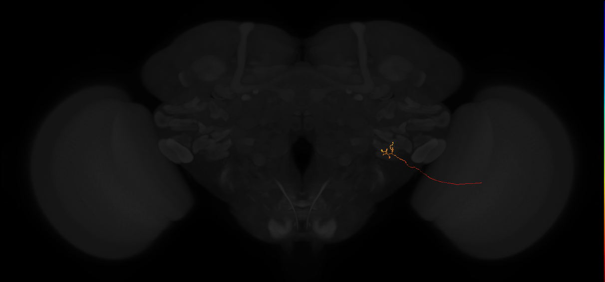 lobula-lobula plate columnar neuron LLPC1