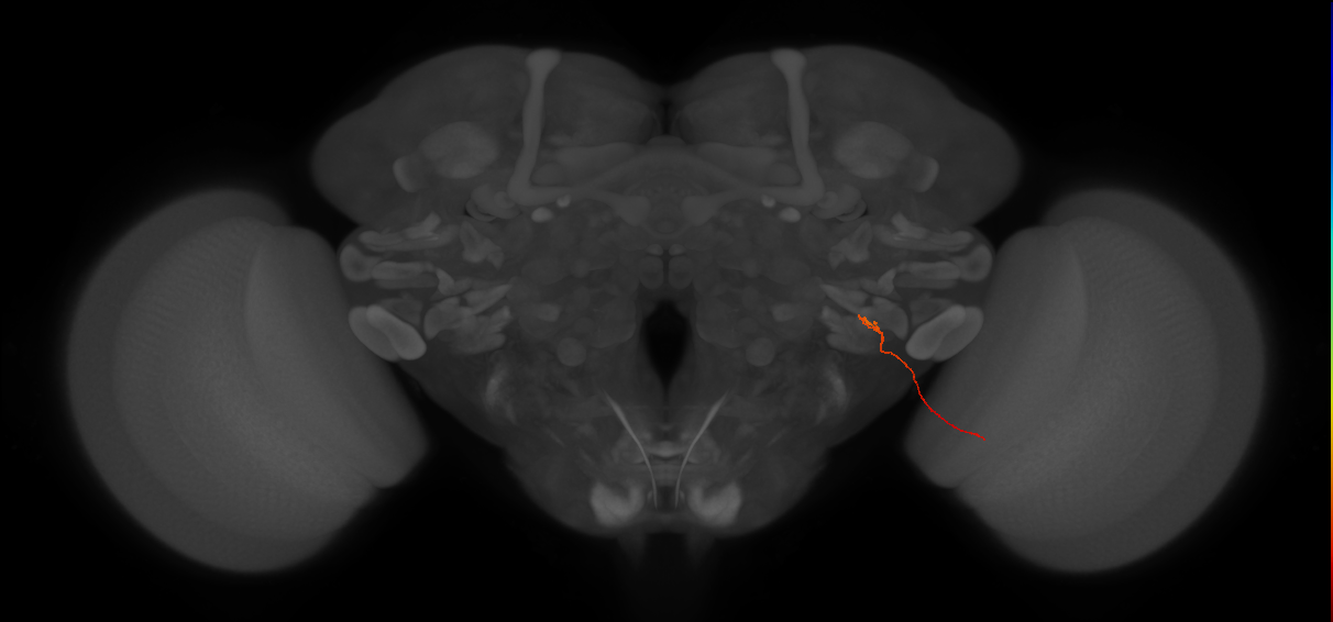 LLPC2a (FlyEM-HB:5812997105)