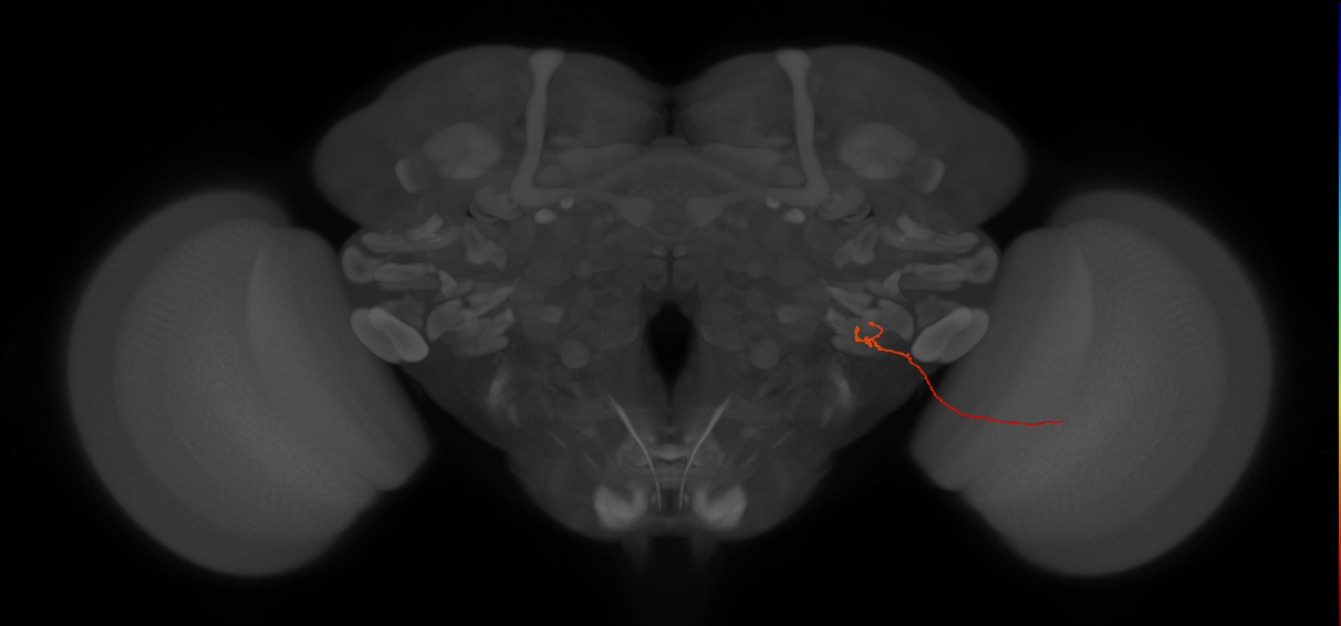 LLPC2b (FlyEM-HB:5812997189)