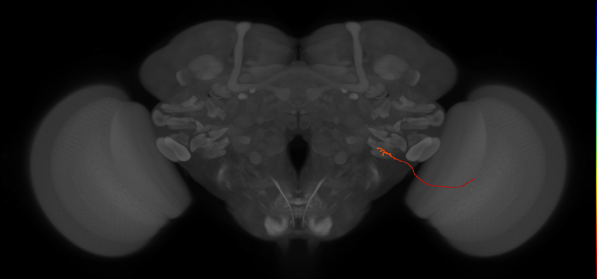 LLPC2b (FlyEM-HB:5812997186)