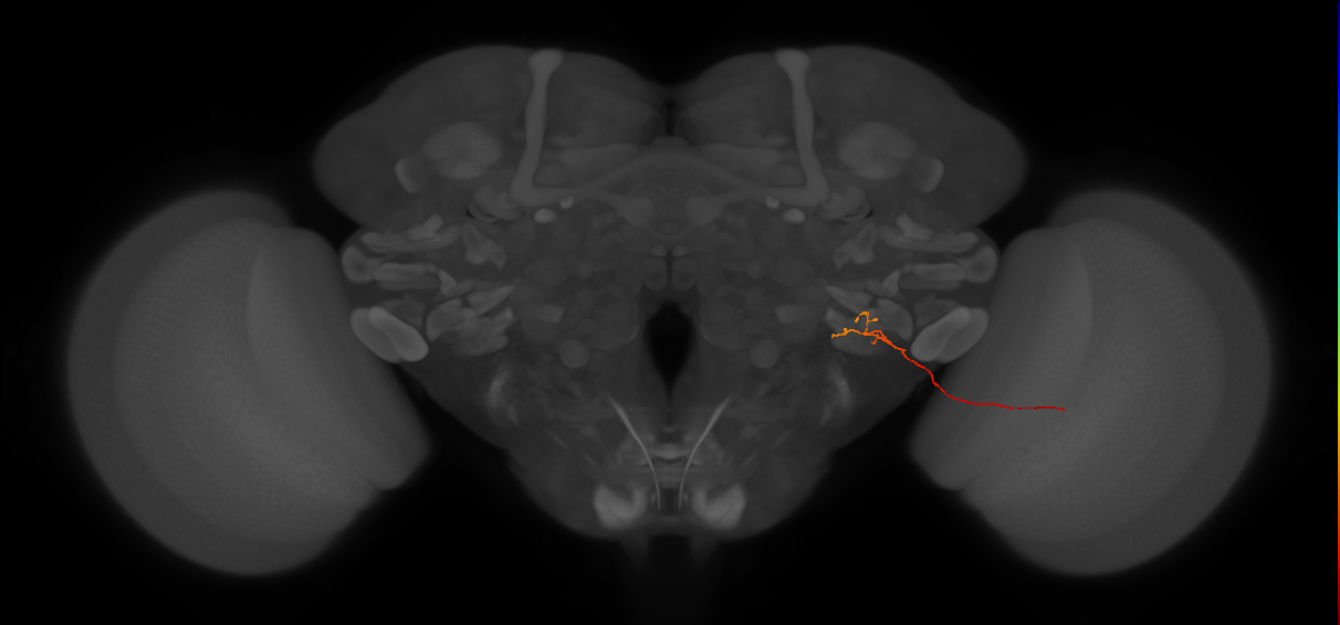LLPC2c (FlyEM-HB:1780021199)