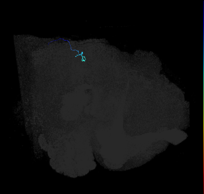 LLPC2c (FlyEM-HB:1747635018)