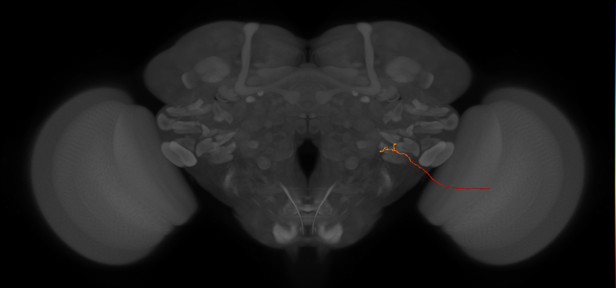 LLPC2c (FlyEM-HB:5813024808)