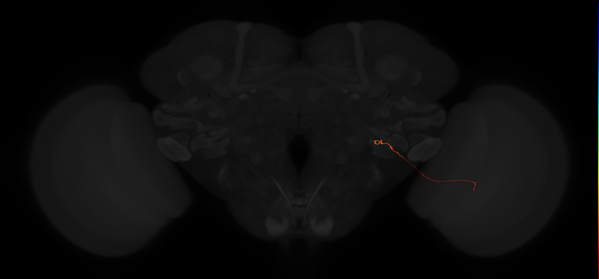 lobula-lobula plate columnar neuron LLPC