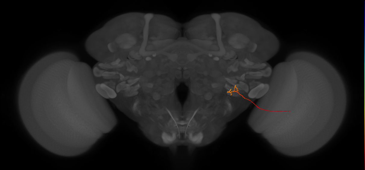 LLPC2c (FlyEM-HB:5812997986)