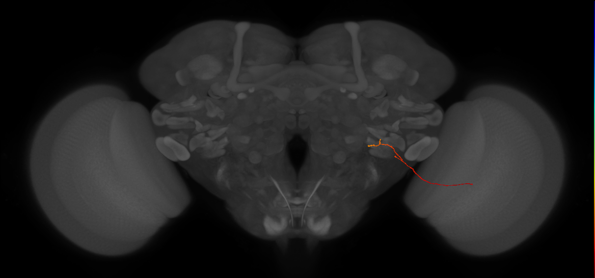 LLPC2c (FlyEM-HB:5812997899)