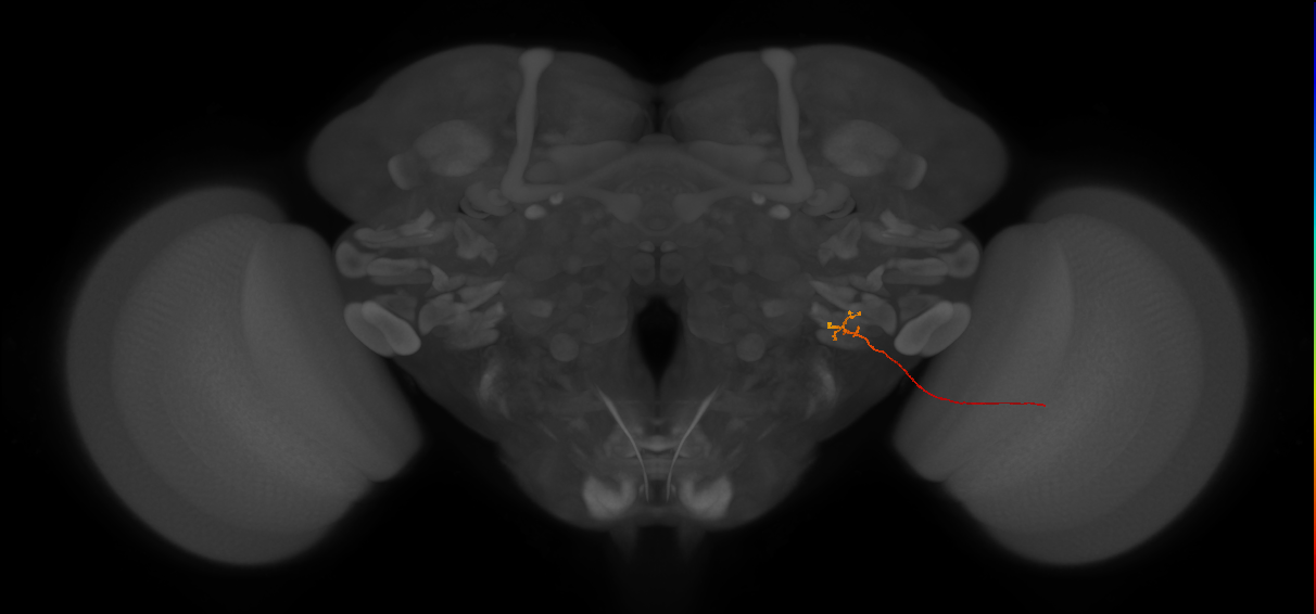 LLPC2c (FlyEM-HB:1780699257)