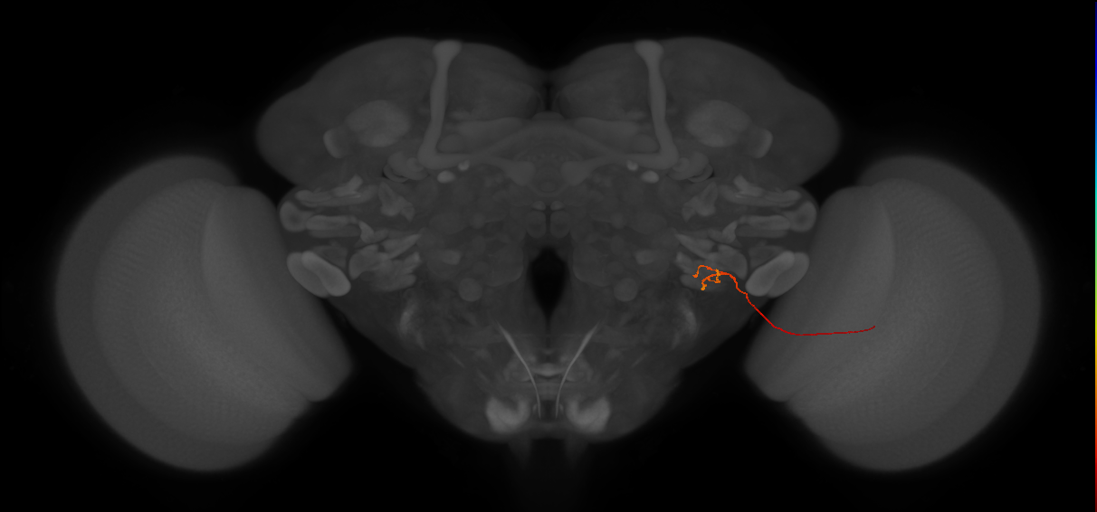 LLPC2c (FlyEM-HB:5812997215)