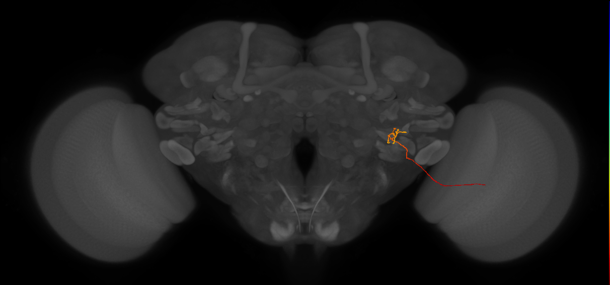 LLPC2d (FlyEM-HB:1594152108)