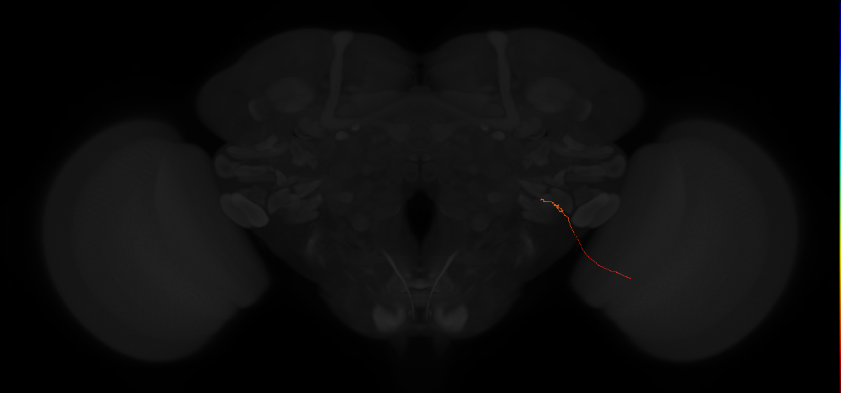lobula-lobula plate columnar neuron LLPC