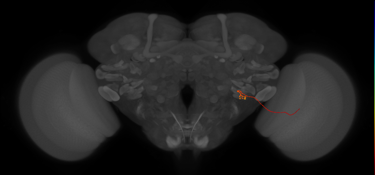 LLPC3 (FlyEM-HB:1808327586)