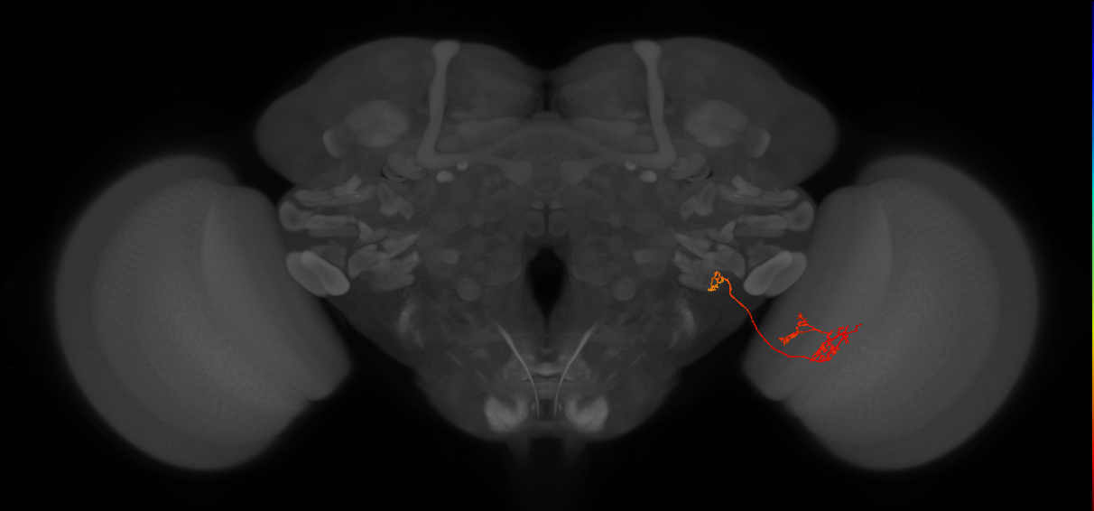 LLPC3 (FlyEM-HB:1963092337)