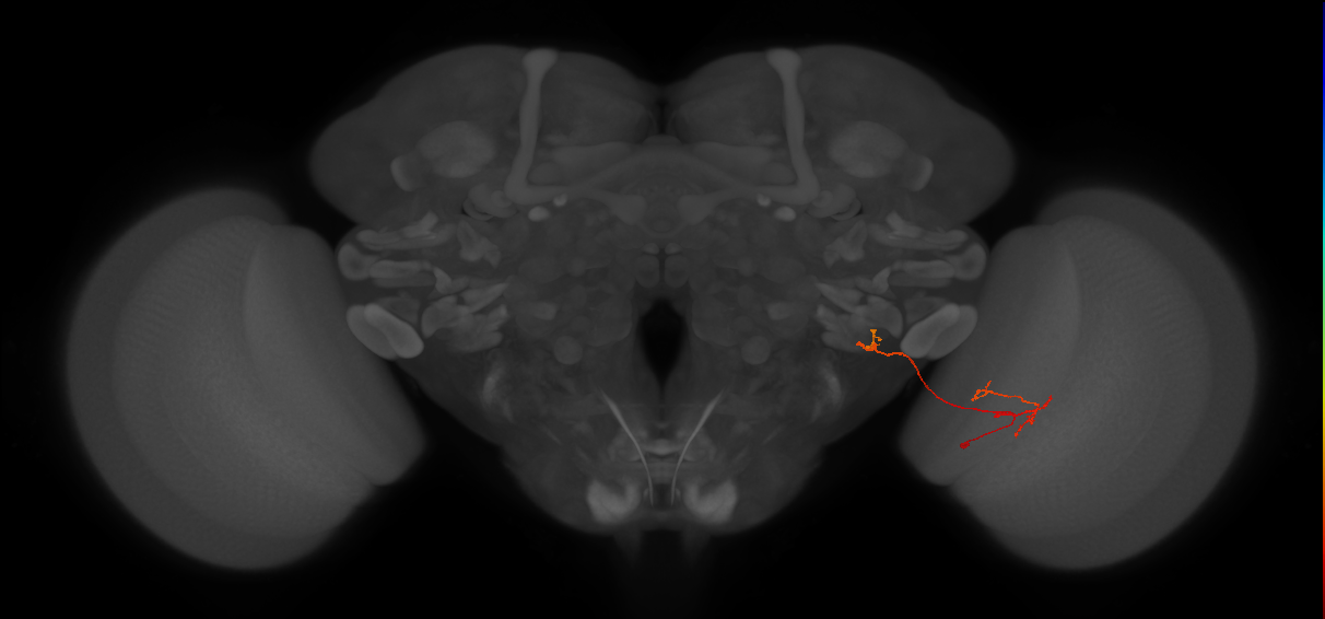 LLPC3 (FlyEM-HB:2055807838)