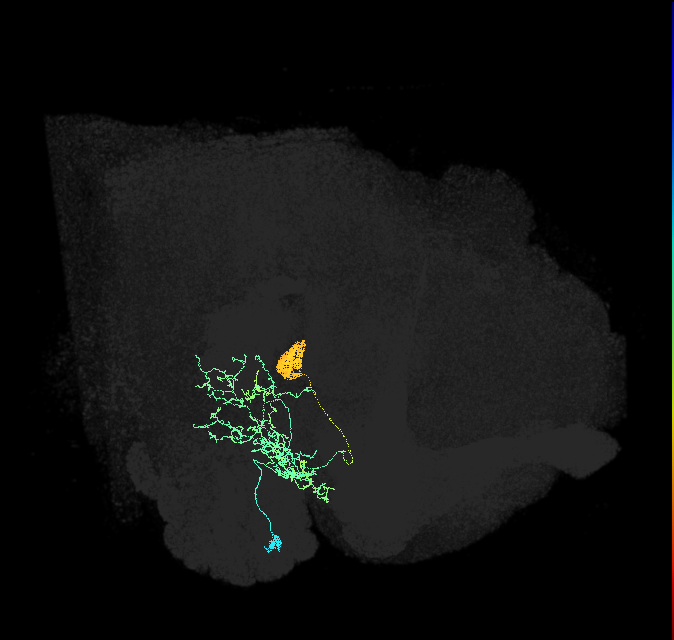 LNO1(LAL-NO2b)_R (FlyEM-HB:1450318227)