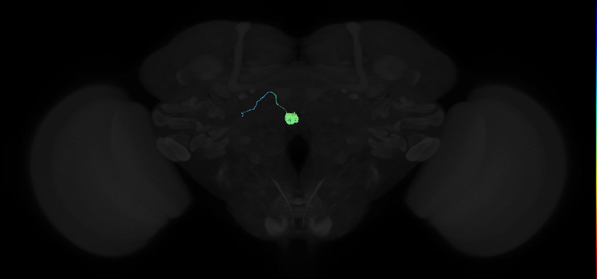 adult lateral accessory lobe-ipsilateral nodulus 2 neuron
