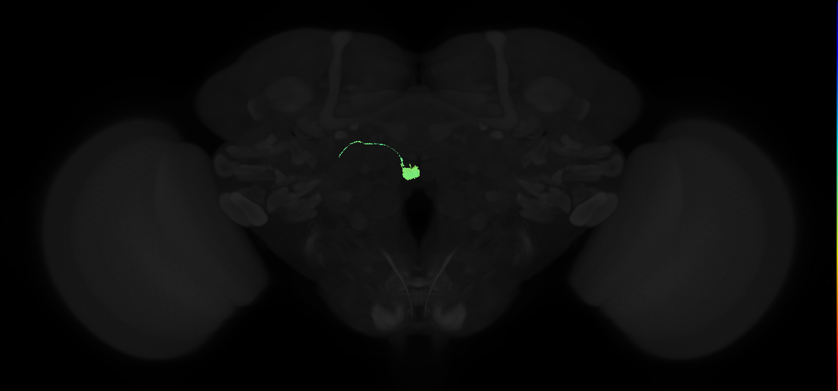 adult lateral accessory lobe-anterior nodulus 3 neuron