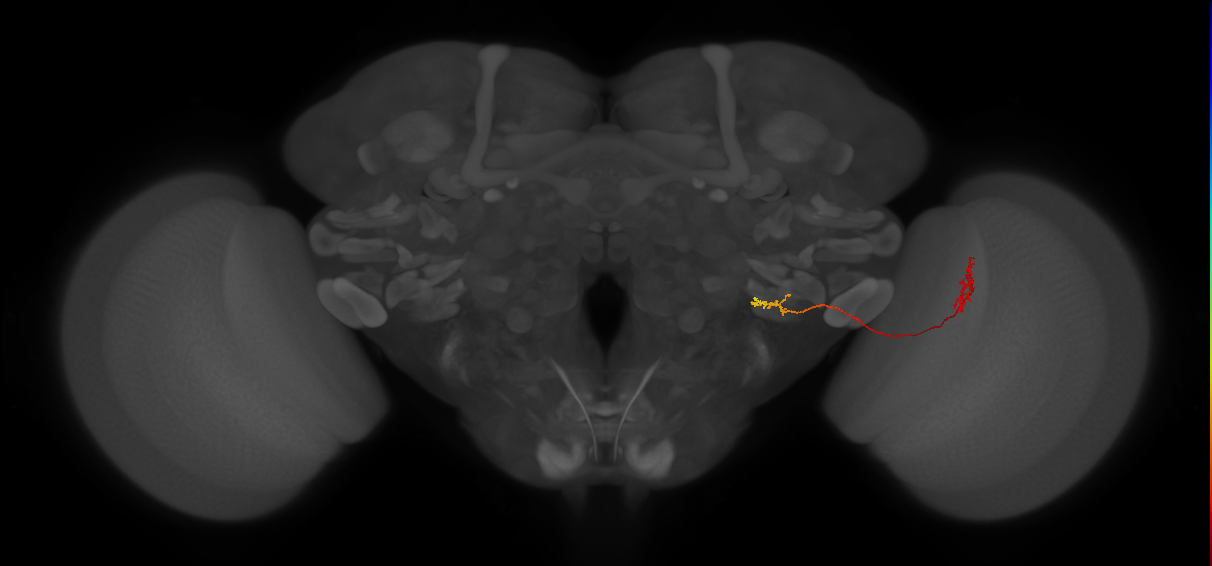 LPC1 (FlyEM-HB:1434768400)