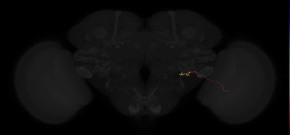 lobula plate columnar neuron LPC1