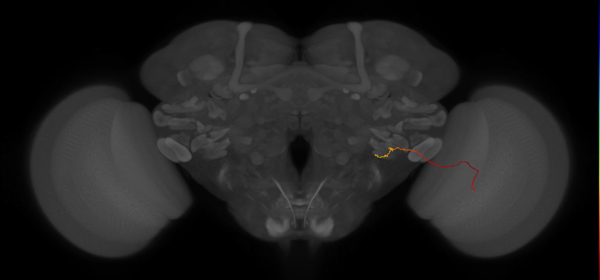 LPC1 (FlyEM-HB:5812997050)