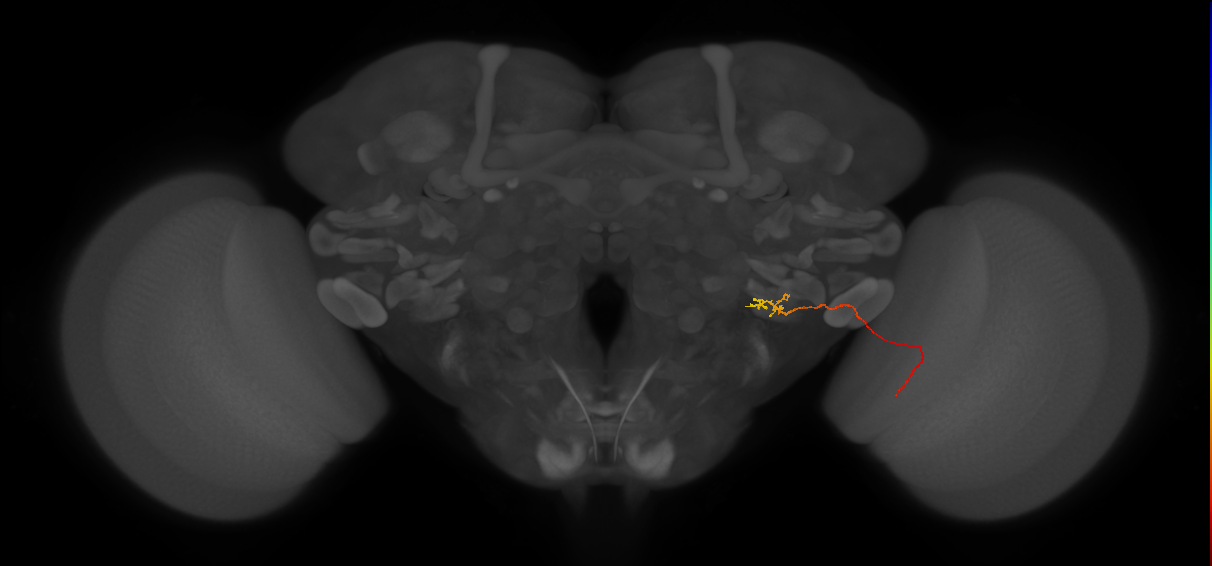 LPC1 (FlyEM-HB:1778613177)