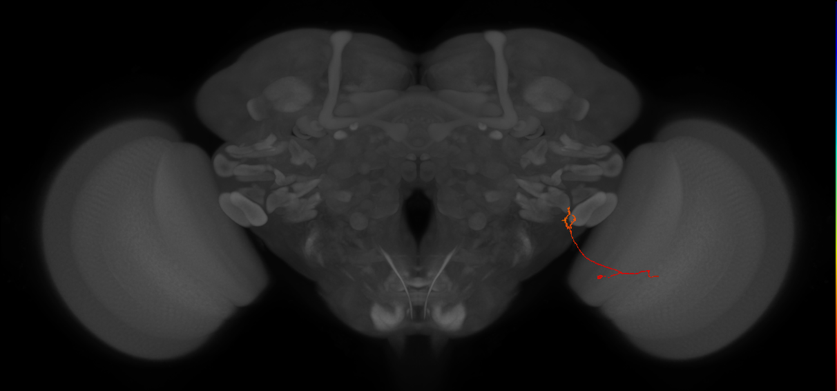 LPC2 (FlyEM-HB:1810343561)