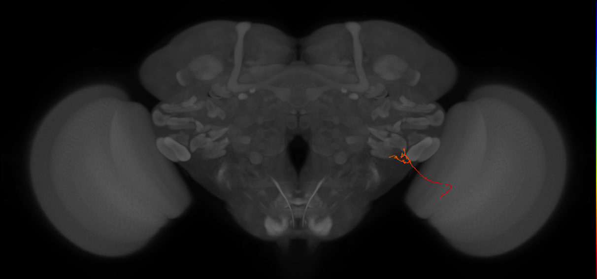 LPC2 (FlyEM-HB:1933114336)