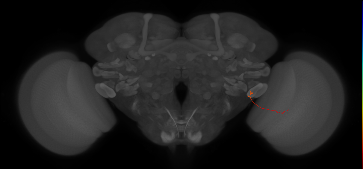 LPC2 (FlyEM-HB:1963803666)