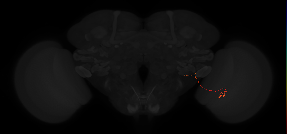 lobula plate columnar neuron
