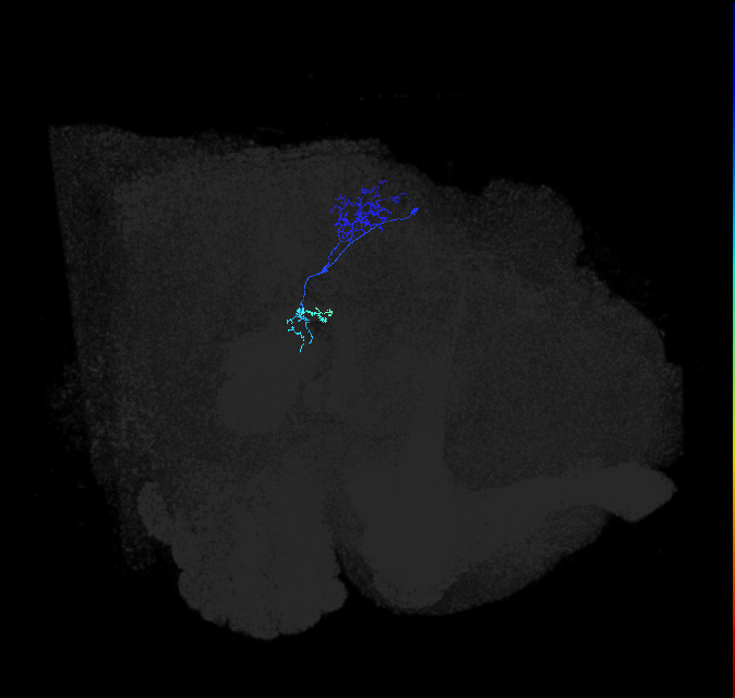 LPLC1_R (FlyEM-HB:1343045604)