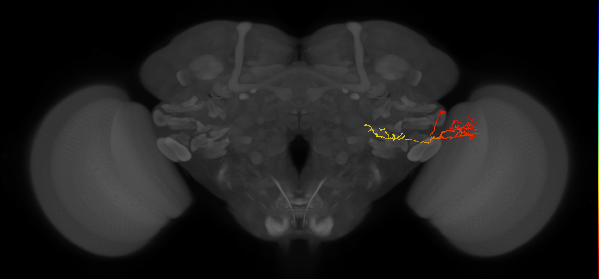 LPLC1_R (FlyEM-HB:1343045604)
