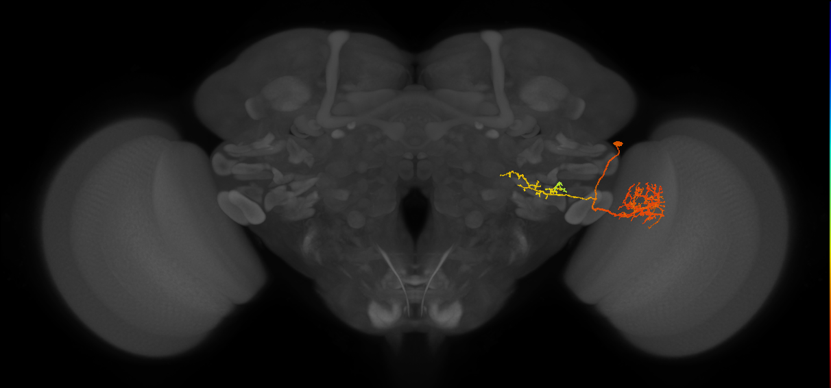 LPLC1_R (FlyEM-HB:1222332850)