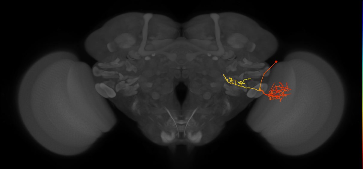 LPLC1_R (FlyEM-HB:1622350949)