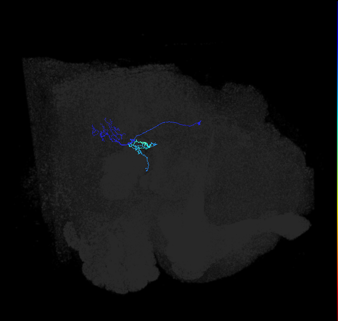 LPLC1_R (FlyEM-HB:1628230708)