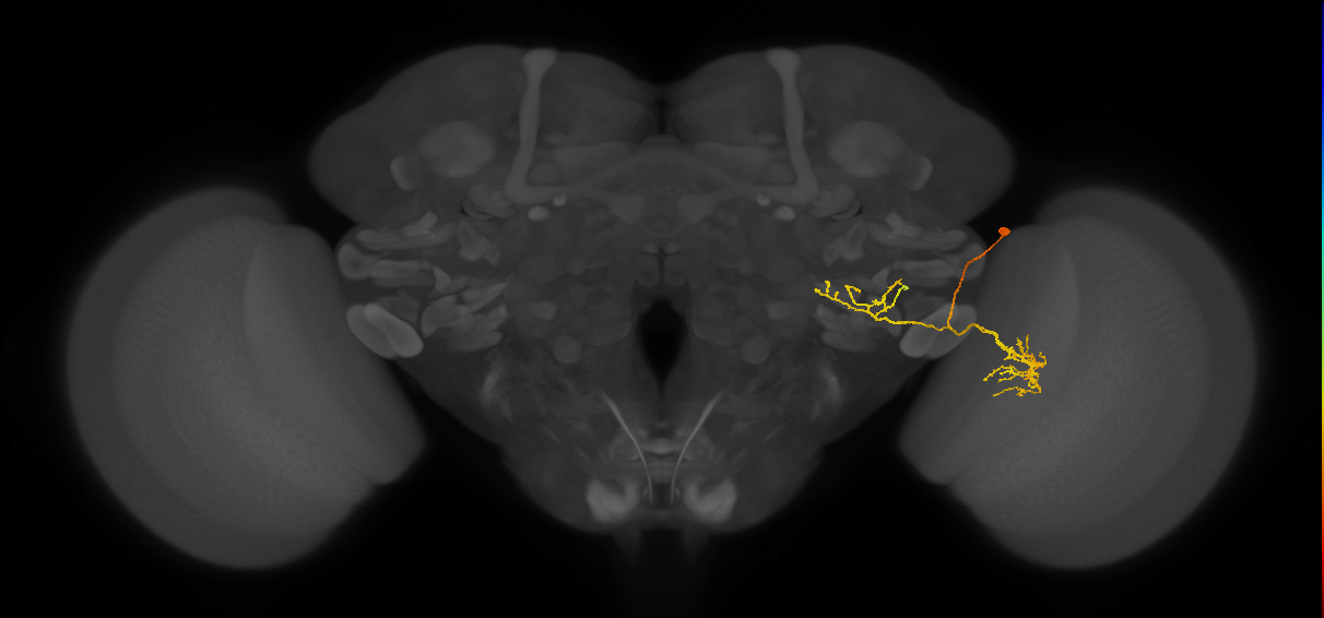 LPLC1_R (FlyEM-HB:1628230708)