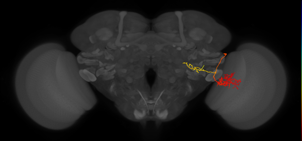 LPLC1_R (FlyEM-HB:1469947367)