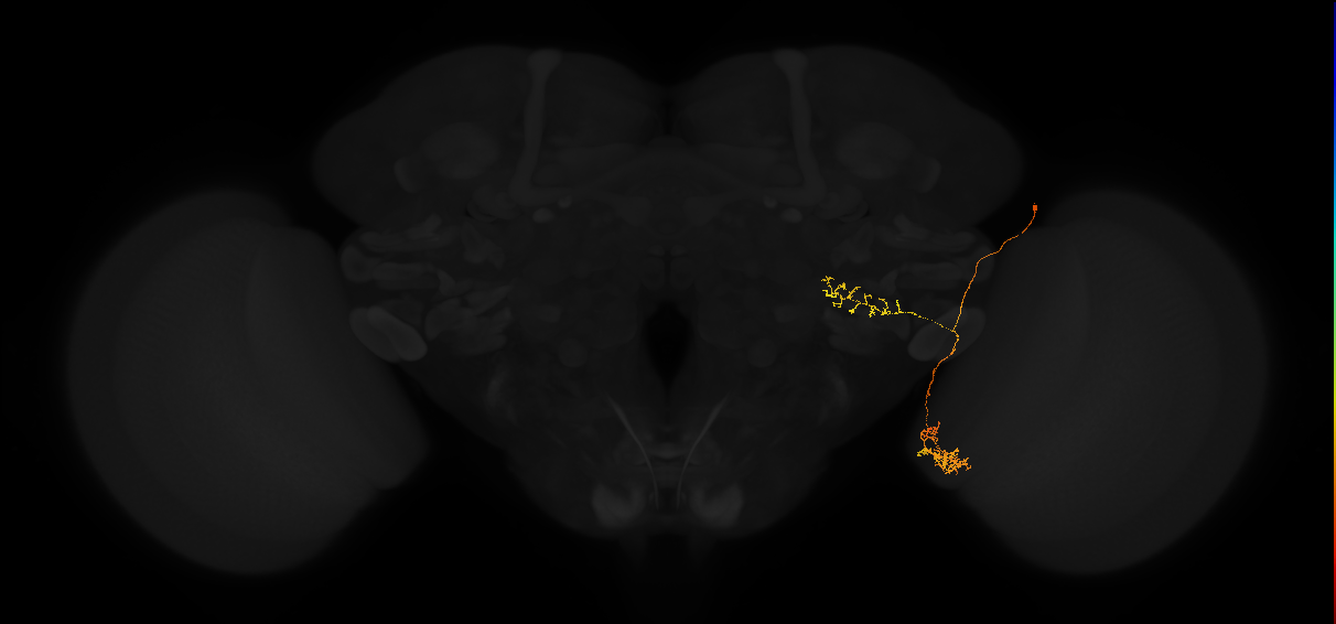 lobula plate-lobula columnar neuron LPLC1