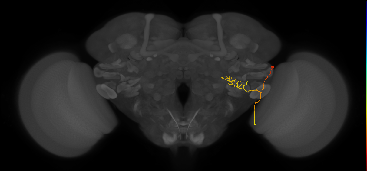 LPLC1_R (FlyEM-HB:1721020290)