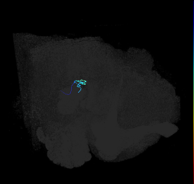 LPLC1 (FlyEM-HB:5812995757)