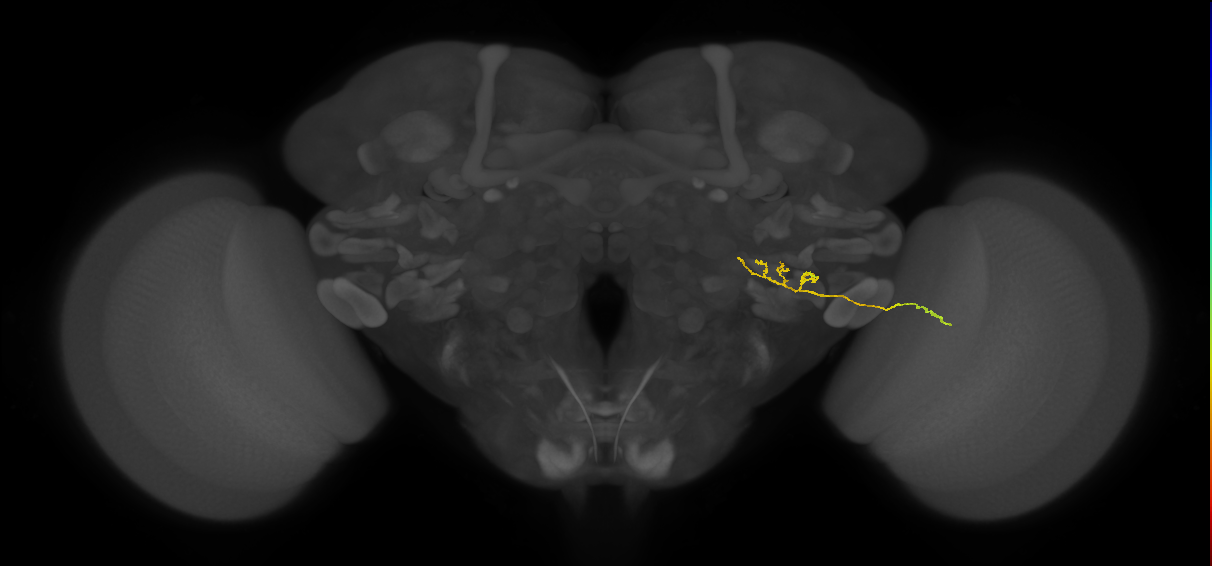 LPLC1 (FlyEM-HB:5812995757)