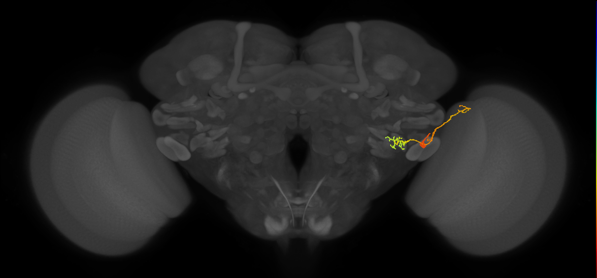 LPLC2 (FlyEM-HB:1626827782)