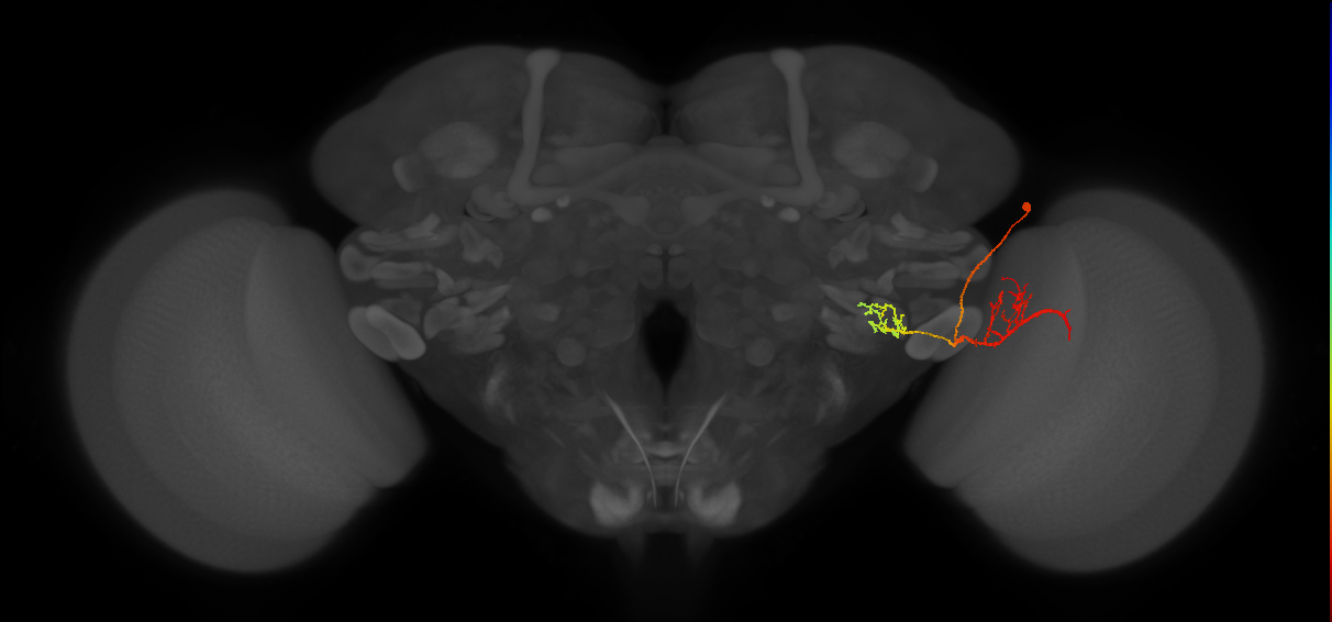 LPLC2_R (FlyEM-HB:1467548306)