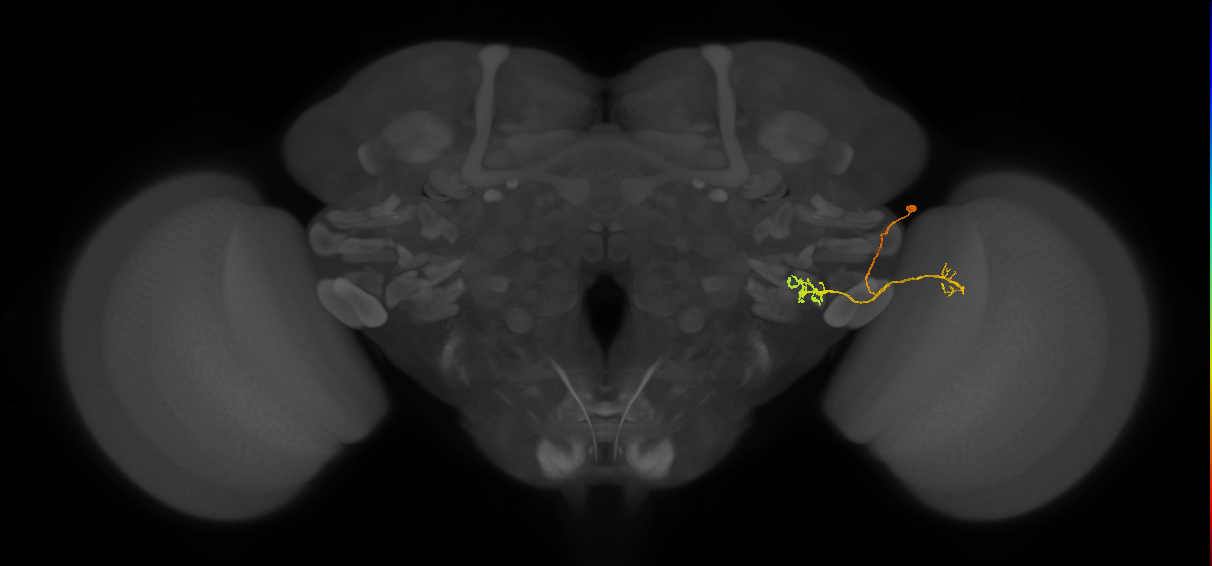 LPLC2_R (FlyEM-HB:1814781082)