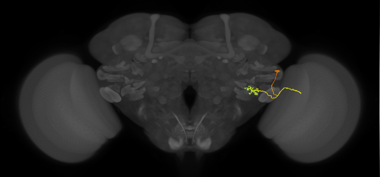 LPLC2_R (FlyEM-HB:1814777260)
