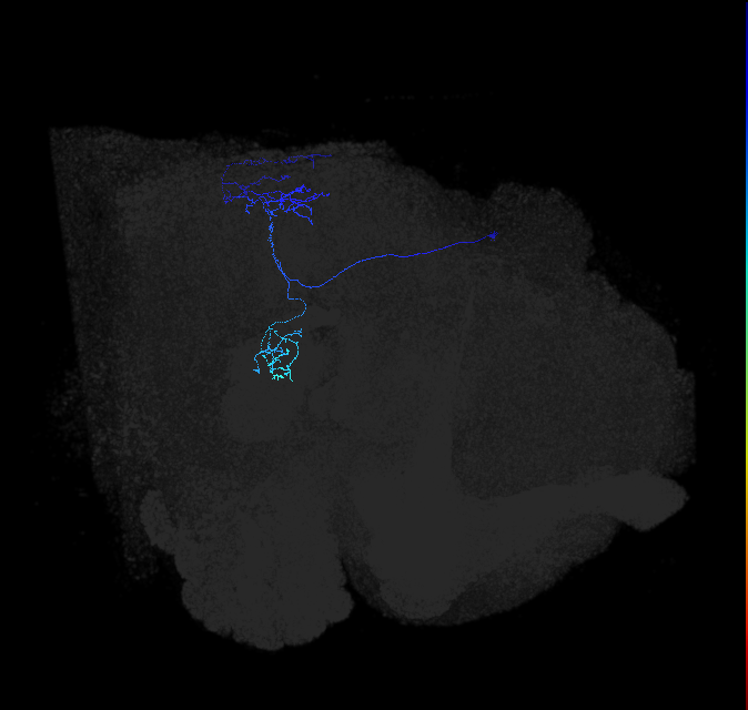 LPLC2_R (FlyEM-HB:1682707330)