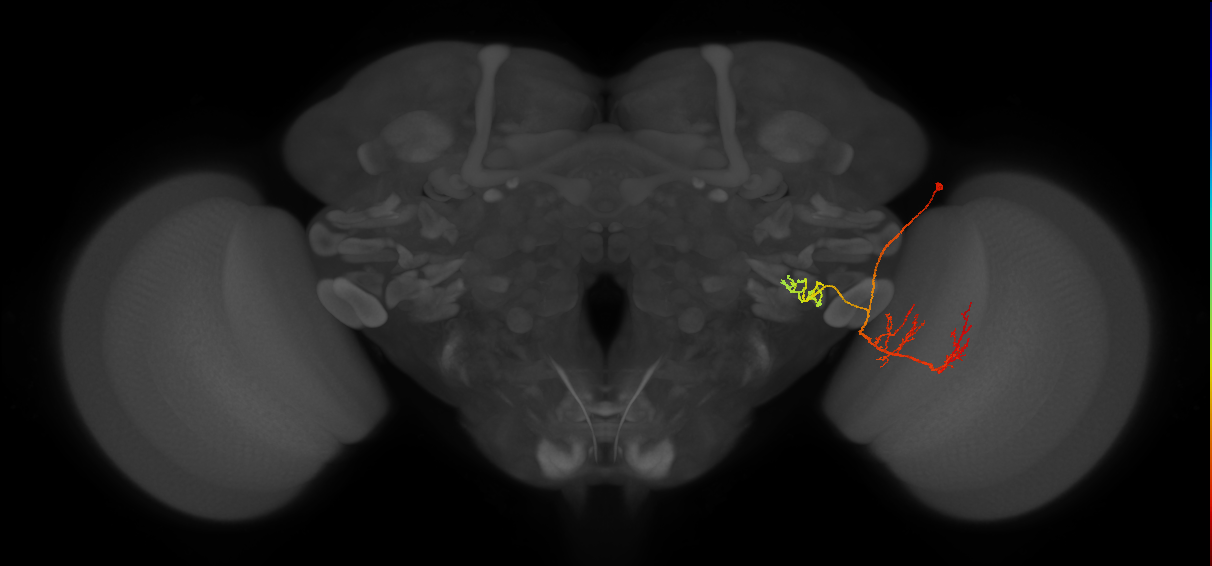 LPLC2_R (FlyEM-HB:1682707330)