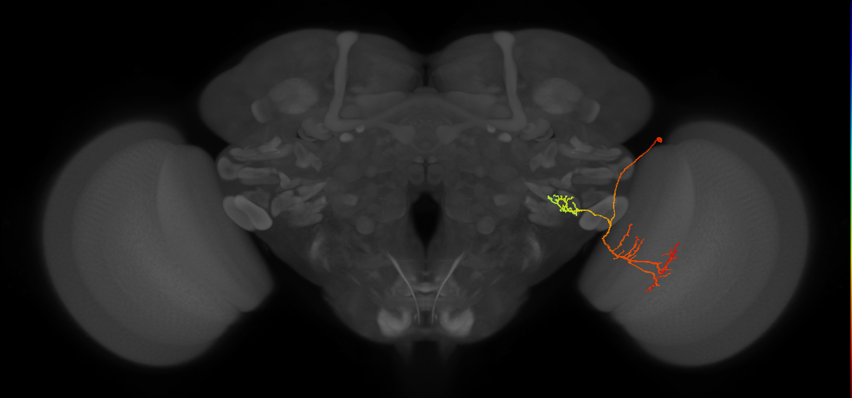 LPLC2_R (FlyEM-HB:1872033743)