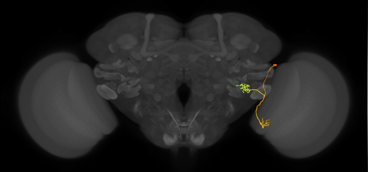 LPLC2_R (FlyEM-HB:1814781537)