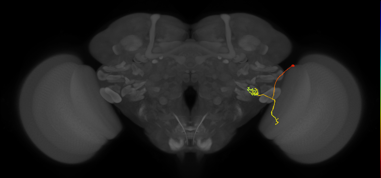 LPLC2_R (FlyEM-HB:1815131045)