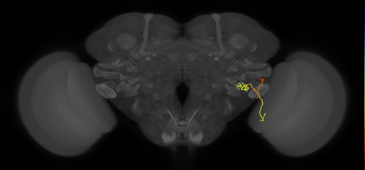 LPLC2_R (FlyEM-HB:1782369015)